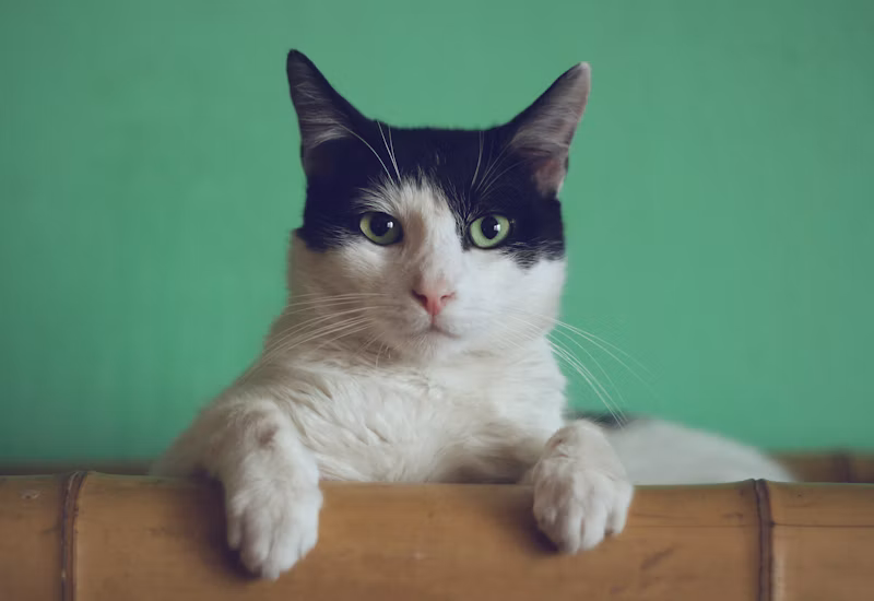 Condicionador Hidratante Pet